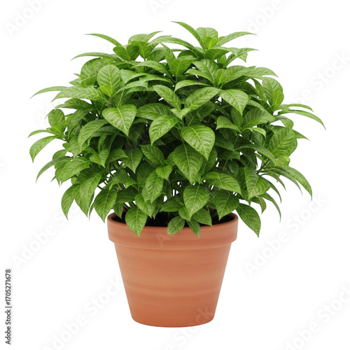Green potted plant isolated on transparent background