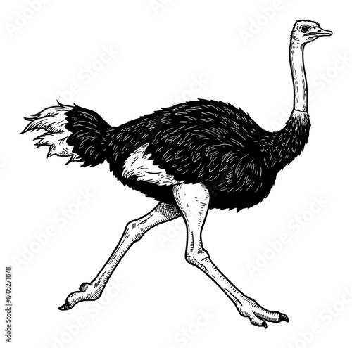 Ostrich Running Side View Engraved Vintage Style Black and White Outline Line Art Drawing