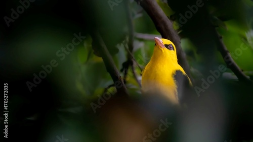Golden oriole in its natural throne—vivid, wild, and watching.