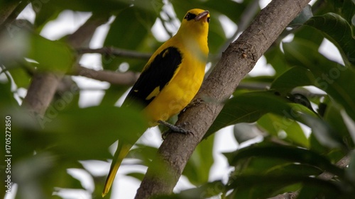 Bright plumage, bold gaze—this is nature’s drama.