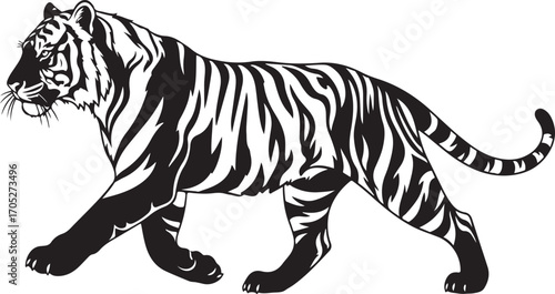 Graphic Black and White Tiger Illustration Walking, Isolated on White Background