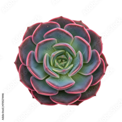 Vibrant echeveria succulent with pink edges on black background