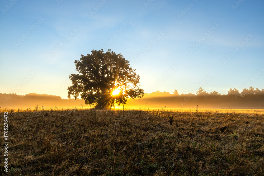 Fototapeta premium Einsamer Baum an einem wunderschönen nebligen Morgen bei Sonnenaufgang