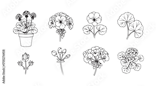 Collection of delicate floral illustrations in a charming silhouette style