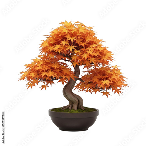 Vibrant autumn bonsai tree with twisted trunk on black background