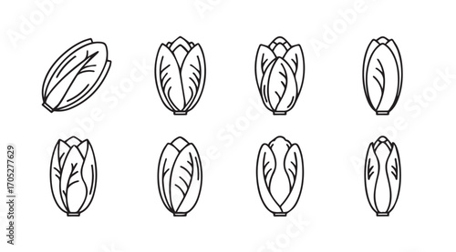Collection of eight hand drawn outline illustrations of chinese cabbage silhouette