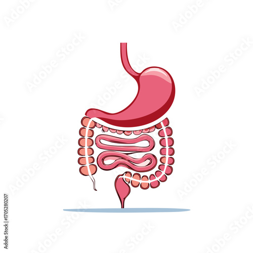 Illustration of Human Digestive System with stomach, intestines, and other organs.