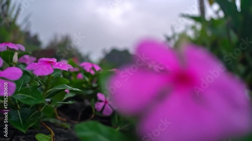 Close-up of pink flowers with green leaves under a cloudy sky