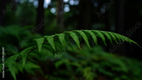 Fern frond in foreground with dark, blurred green forest background