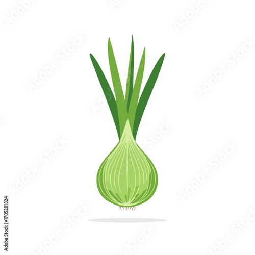 Fresh green onion bulb with spiky leaves vector illustration, culinary ingredient, healthy food, vector illustration.