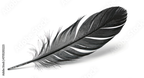 Elegant depiction of a contoured grayscale feather drifting effortlessly isolated on white backdrop