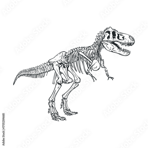 A black and white drawing of a T-Rex skeleton.