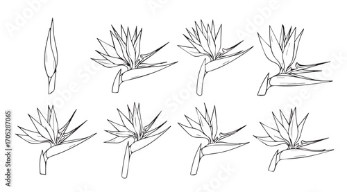 Collection of bird of paradise flower outlines in a minimalist silhouette style