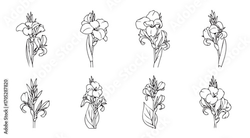 Collection of eight delicate floral botanical line art illustrations silhouette