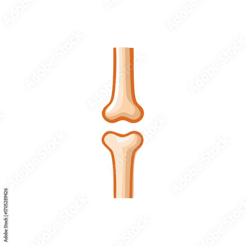 Humerus and Ulna Bones Illustration Showing Bone Anatomy Joint Connection, and Biomedical Details