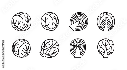 Collection of cabbage illustrations showing whole and halved vegetables silhouette