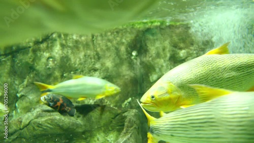 A large aquarium tank with a school of golden dorado fish swimming in the oceanarium exhibit. Predatory species in a public aquatic habitat.
