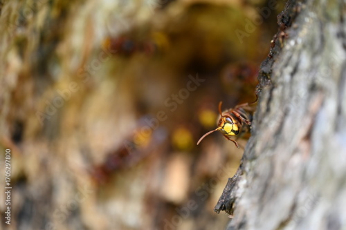 Hornisse oder Europäische Hornisse (Vespa crabro)Hornisse oder Europäische Hornisse (Vespa crabro) ist eine Art aus der Familie der Faltenwespen (Vespidae)