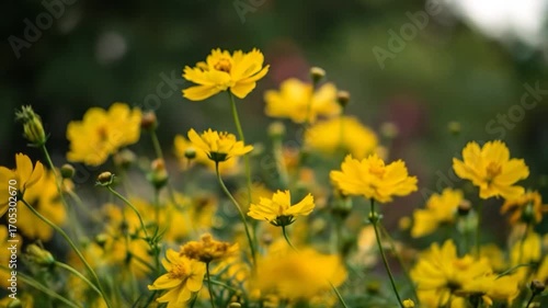 Field of yellow flowers in soft focus, with dark green foliage blurred in the background, creating a serene and natural scene