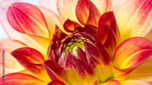 Close-up of a flower with yellow, red, and pink petals. Center displays tiny green details. Light background