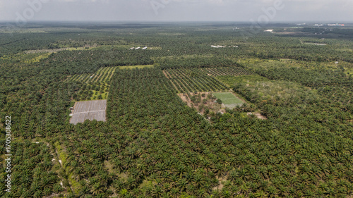 Palm oil plantation in Kalimantan, Borneo (Indonesia)