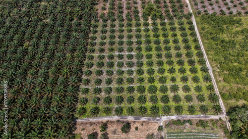 Palm oil plantation in Kalimantan, Borneo (Indonesia)