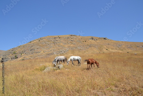 Grazing horses in the Nakhichevan Mountains