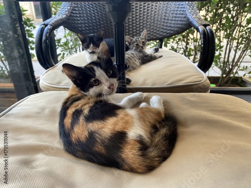 
Three colorful kittens are resting on the chairs of a street cafe