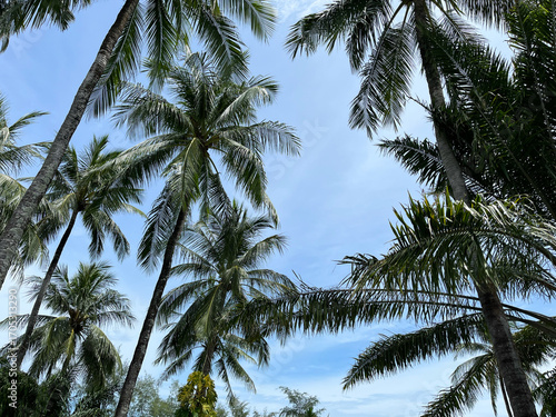 Coconut palm trees against the blue sky in the tropics