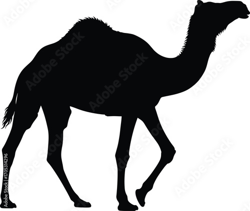 Camel silhouette illustration in walking pose, black and white dromedary vector with raised leg for stock design and desert themes