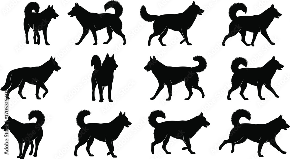 Obraz premium Twelve dog silhouette poses illustration, black vector animal set with Siberian Husky movements for stock design and breed anatomy study