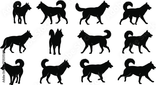 Twelve dog silhouette poses illustration, black vector animal set with Siberian Husky movements for stock design and breed anatomy study