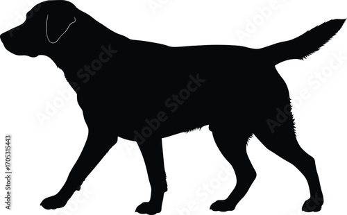 Dog silhouette standing pose, black vector animal illustration, muscular pet profile with floppy ears for stock design and educational use