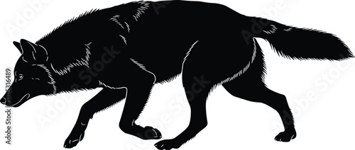 Wolf silhouette in stalking pose, black and white walking animal vector with detailed fur texture for wildlife stock and design use