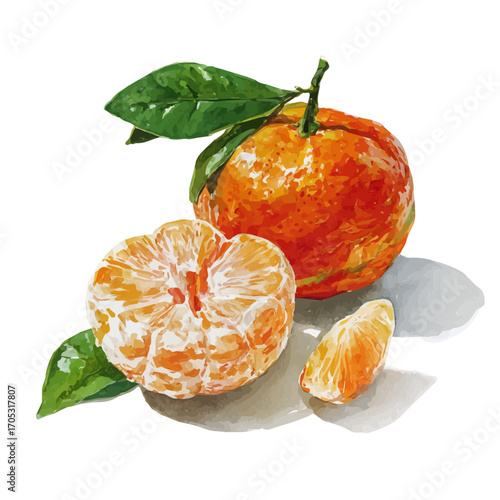 watercolor of Mandarin, vector, isolated on a white background.