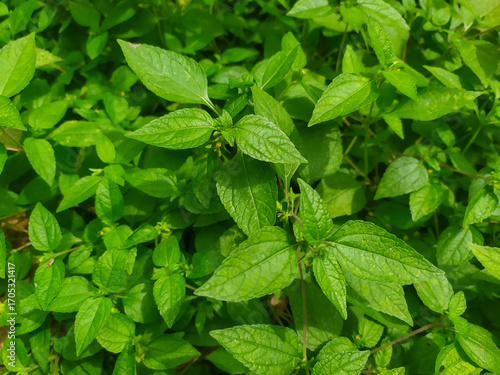 mint leaves background