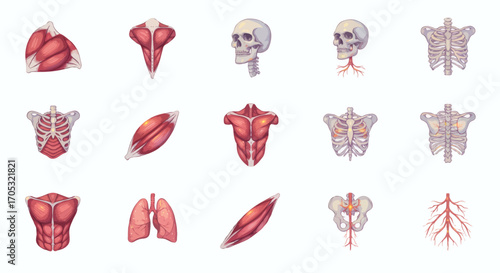 Anatomy Illustrations Human Muscle, Bone, Organ, and Vascular Systems