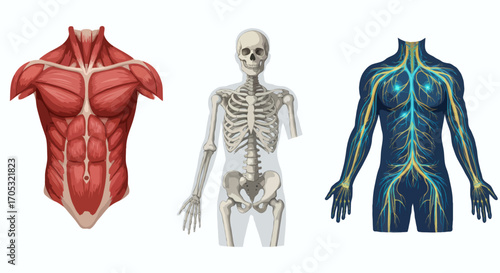Human Anatomy Exploring Muscles, Skeleton, and Nervous System Representations