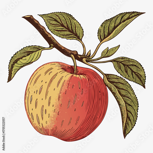 Apple with Branch and Leaves Botanical Vector Illustration