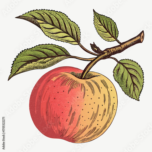 Apple with Branch and Leaves Botanical Vector Illustration