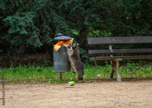 Urban raccoon foraging in garbage bin during in city park. Symbol how wildlife adapts to modern urban life.
