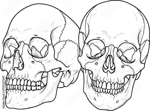 Two skulls, rendered in detailed line art, stand against a white background, ideal for educational medical diagrams or artistic illustrations with a graphic design style.