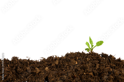 young plant in soil frame border isolated on white or transparent png