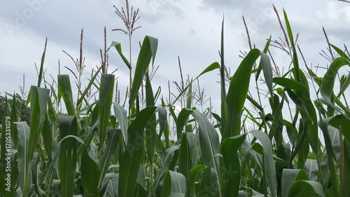 The agricultural land of a green corn farm