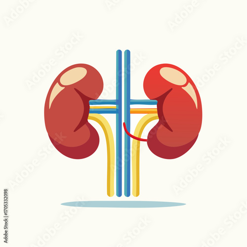 Human Kidneys with Ureter and Vessels.