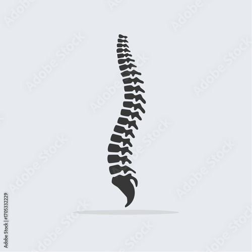 Human Spine Anatomy Illustration 1.