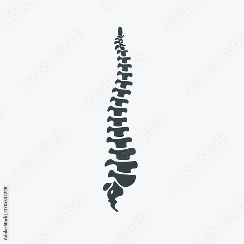Human Spine Anatomy Illustration.