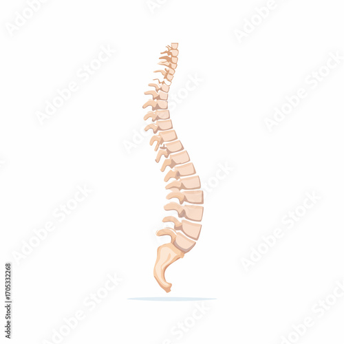 Human Spine Vertebrae Anatomy Illustration.