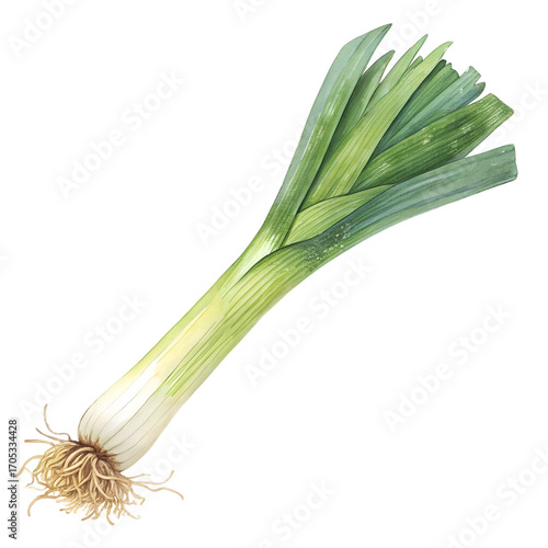 Watercolor painting of fresh leek on transparent background