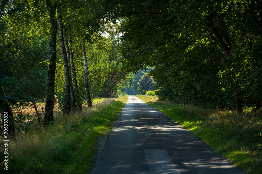 Obraz premium Straße durch einen Wald 